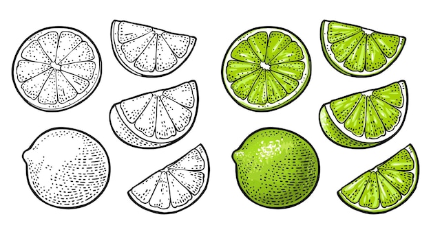 Ilustración de grabado vectorial vintage de cal entera y en rodajas