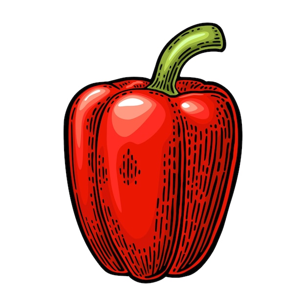Ilustración de grabado vintage en color vectorial de pimienta roja dulce entera