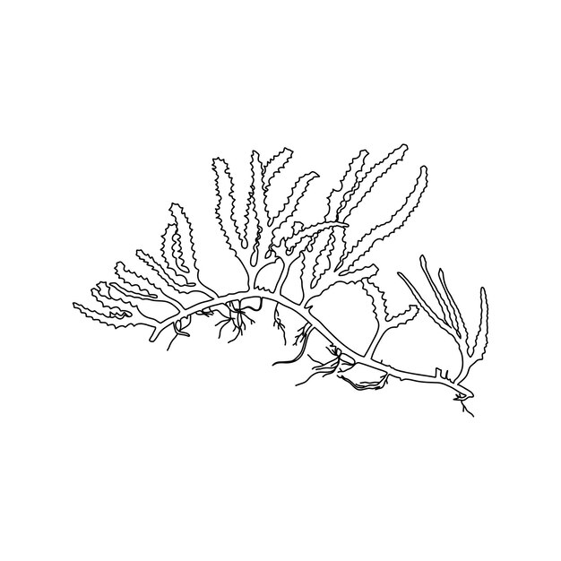 Ilustración gráfica de algas Cauleroa serrulata en forma de cuerno verde dibujada a mano Dibujo natural