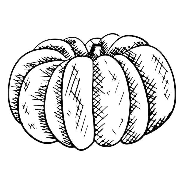 Ilustración gráfica del contorno de la calabaza con vector de tinta