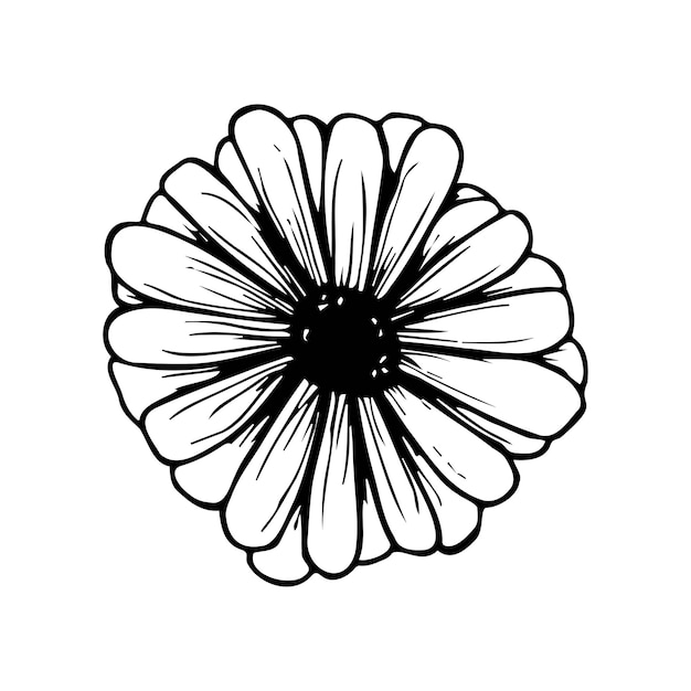 Vector ilustración gráfica moderna de flor de margaritadiseño de manzanilla