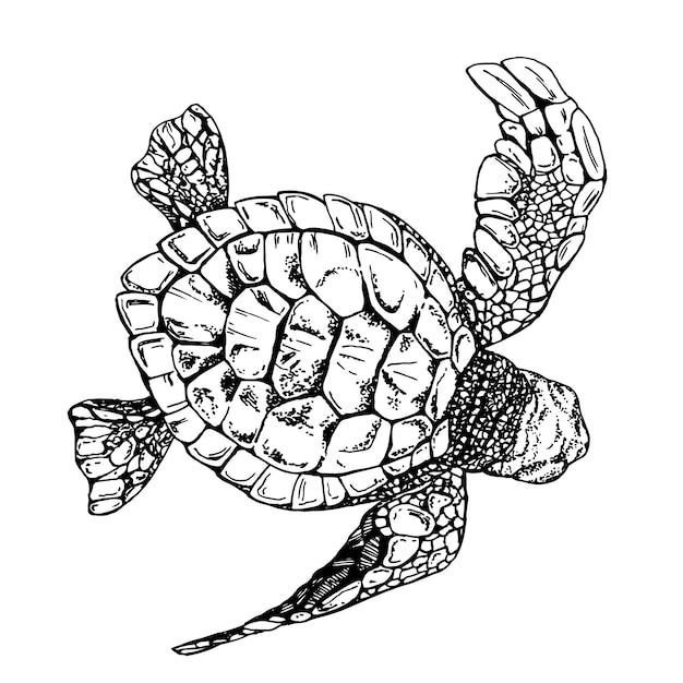 Ilustración gráfica de una tortuga marina aislada Dibujo a mano traducido en vector