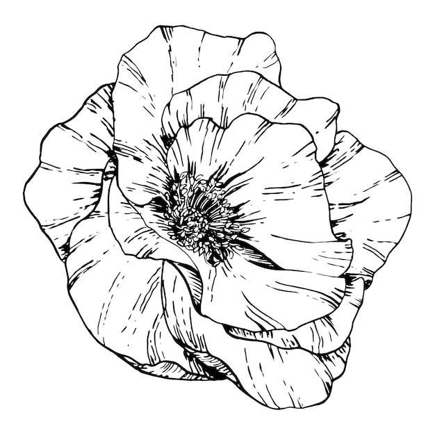 Ilustración gráfica del vector de la rosa de la rosa monocromática del clip art del contorno lineal de la rosa silvestre dibujado a mano