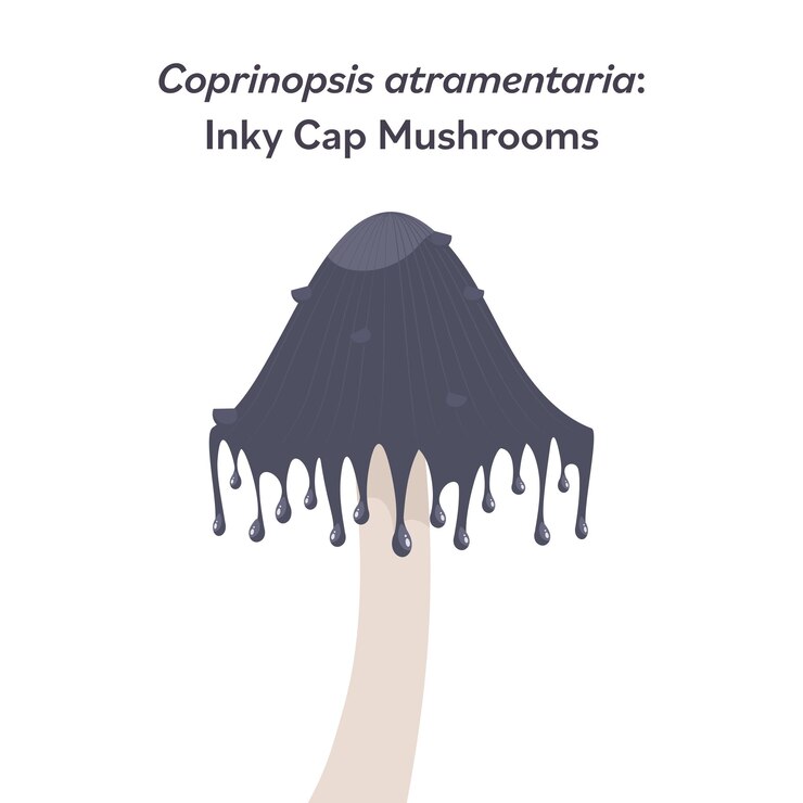 Vector ilustración gráfica vectorial del hongo de la tapa de tinta coprinopsis atramentaria