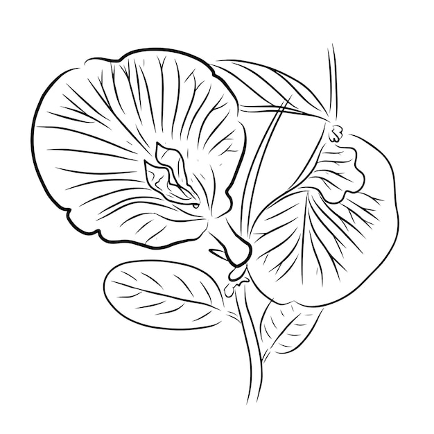 Ilustración gráfica vectorial de la línea de dibujo a mano de la flor del guisante mariposa