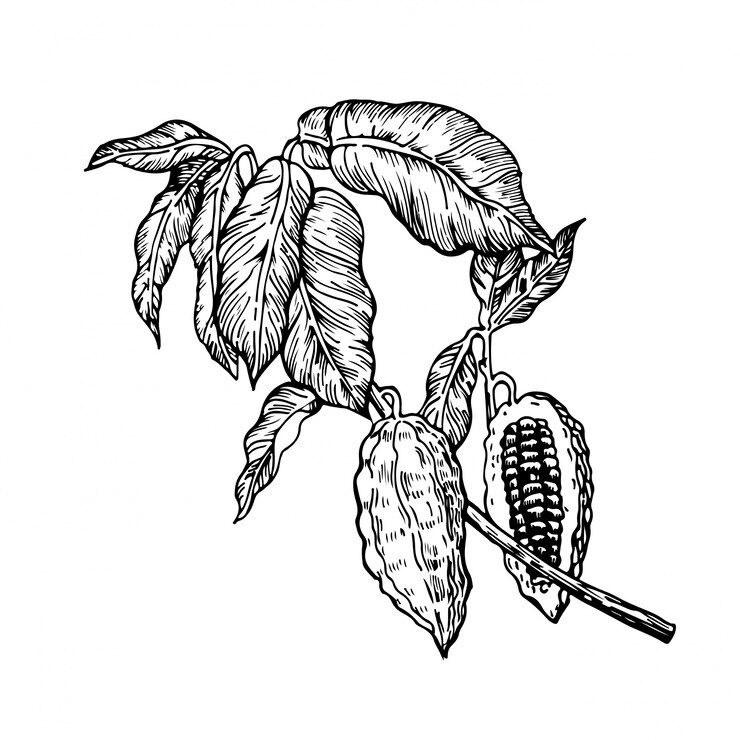 Ilustración de granos de cacao chocolate