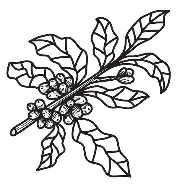 Ilustración de granos de café estilo vintage lineart