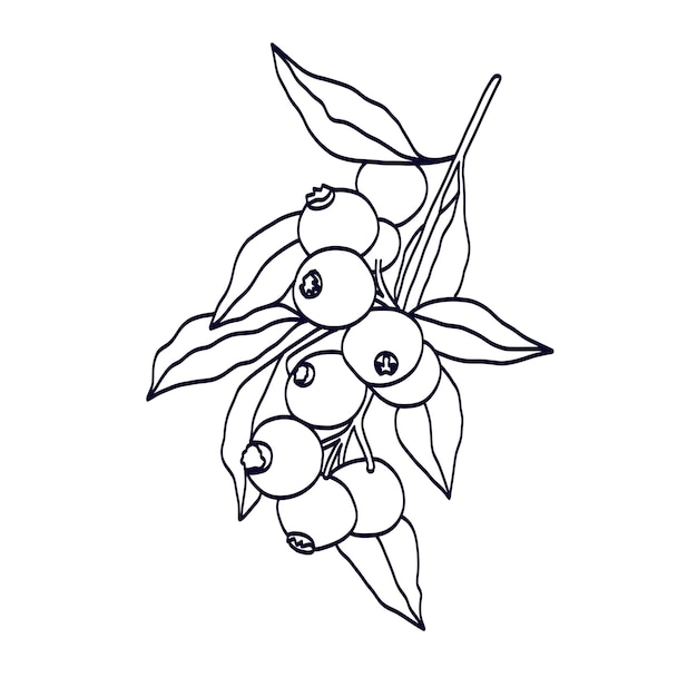 Ilustración de los granos de café