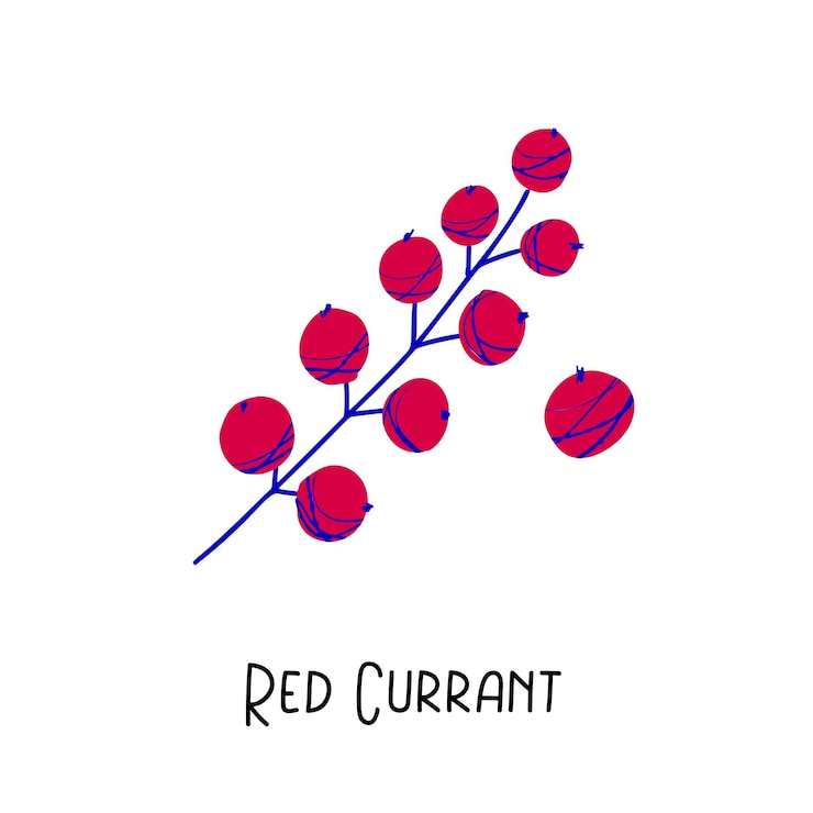 Vector ilustración de grosella roja con textura aislada sobre fondo blanco