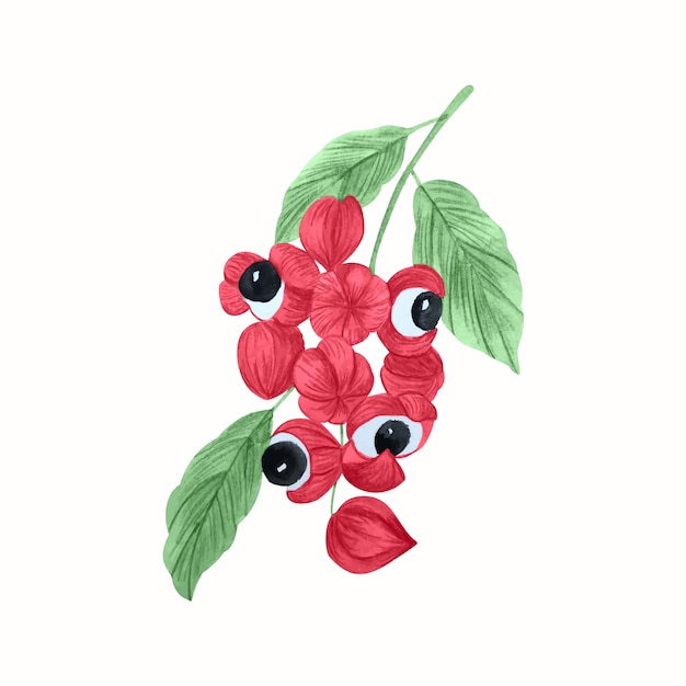 Vector ilustración de guaraná acuarela