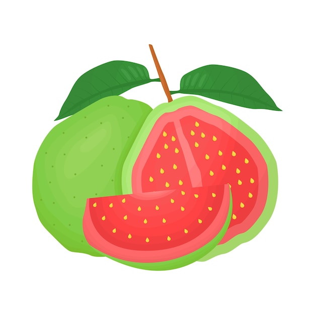 Vector ilustración de la guayaba