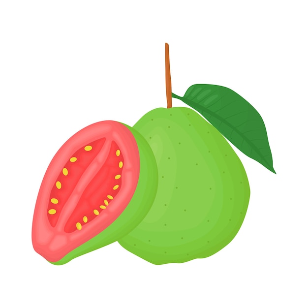 Vector ilustración de la guayaba