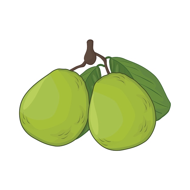 Ilustración de la guayaba