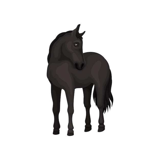 Ilustración de un hermoso caballo negro de pie aislado sobre un fondo blanco Animal doméstico Criatura con pezuñas, melena fluida y cola larga Elemento gráfico para libro o cartel Diseño vectorial plano
