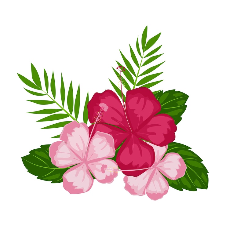 Vector ilustración, hermoso, rosa, hibisco, flores, flor, y, tropical, hojas