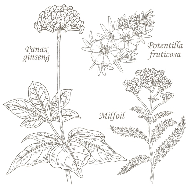 Ilustración de hierbas medicinales ginseng, potentilla, milenrama.