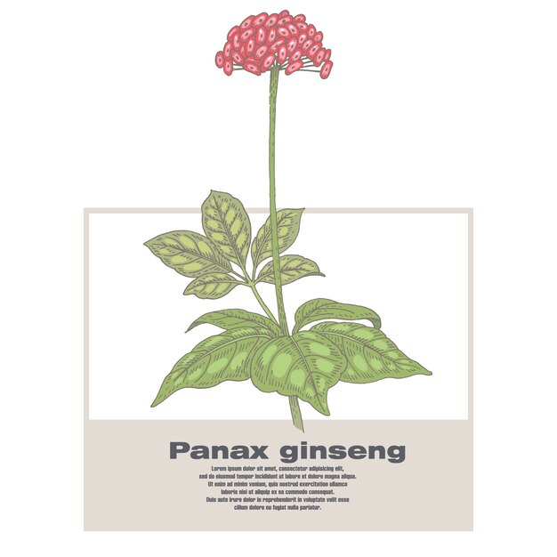 Ilustración de hierbas medicinales Panax ginseng.