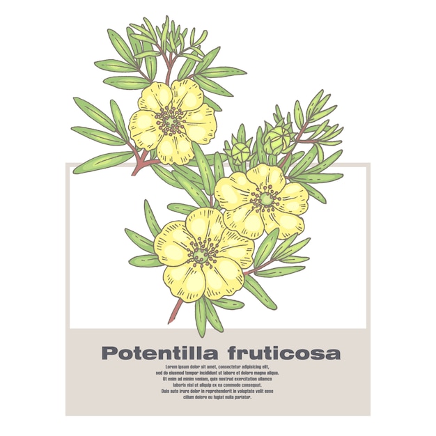 Vector ilustración de hierbas medicinales potentilla fruticosa.
