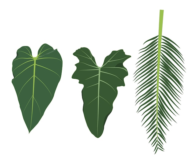 Vector ilustración hoja oreja de elefantecolocasia esculenta var aquatilis y hoja de palma arecaceae verde