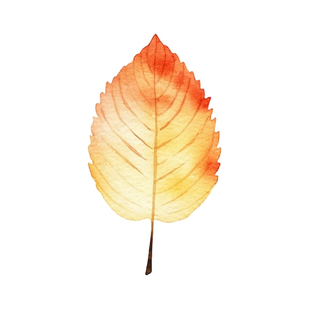 Ilustración de hoja de otoño acuarela