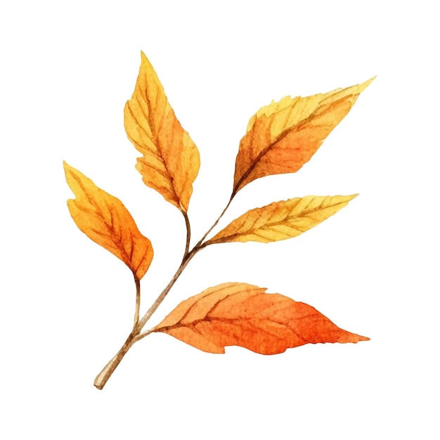 Ilustración de hoja de otoño acuarela