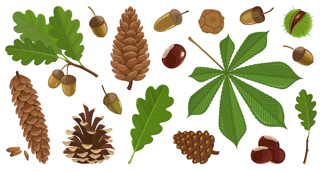 Ilustración hoja de otoño y nueces