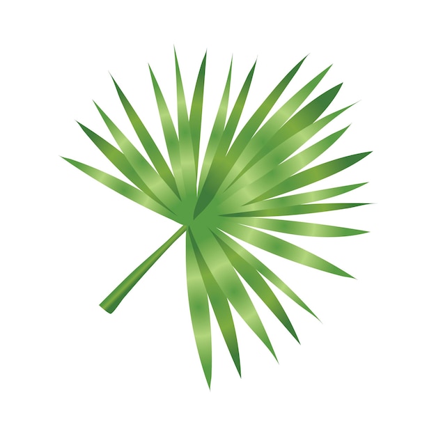 Ilustración de la hoja de la palma tropical