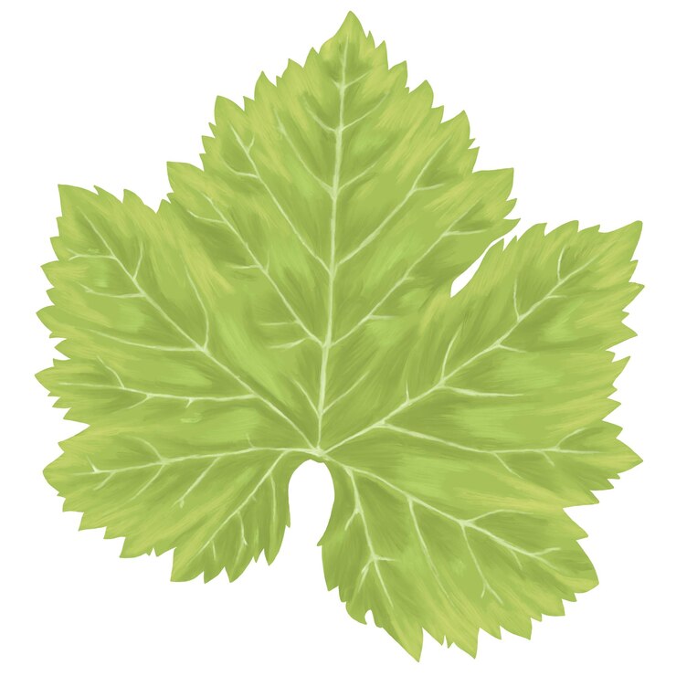 Vector ilustración de la hoja de uva verde