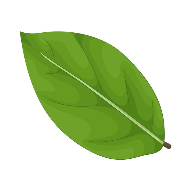 ilustración de la hoja