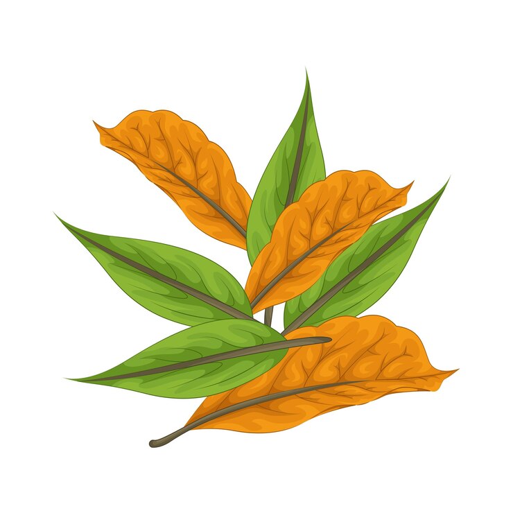 Vector ilustración de una hoja