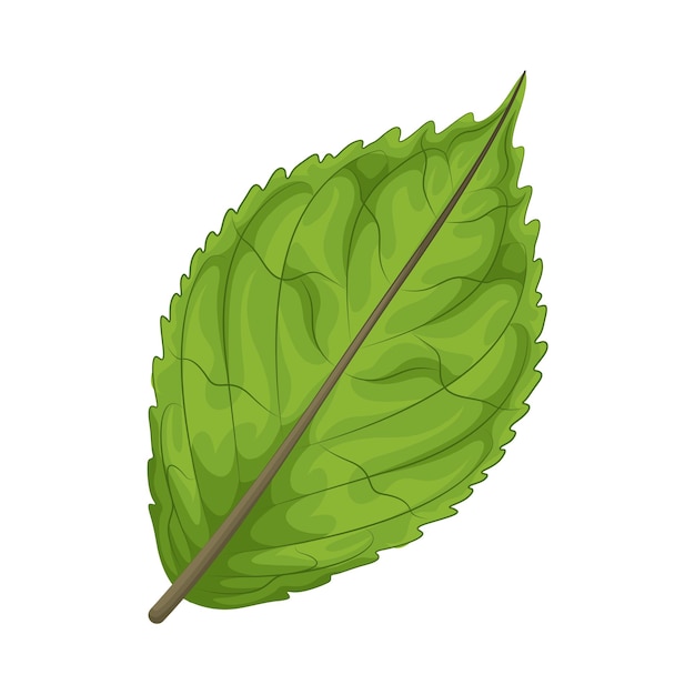 Ilustración de una hoja