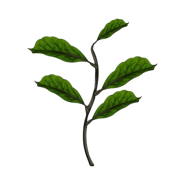 Ilustración de una hoja