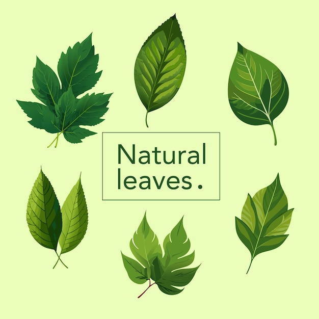 Ilustración de las hojas naturales