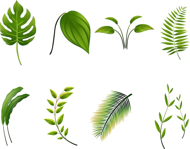 Ilustración de hojas tropicales