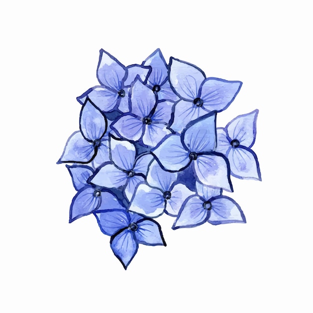 Ilustración de hortensia acuarela Hortensia azul