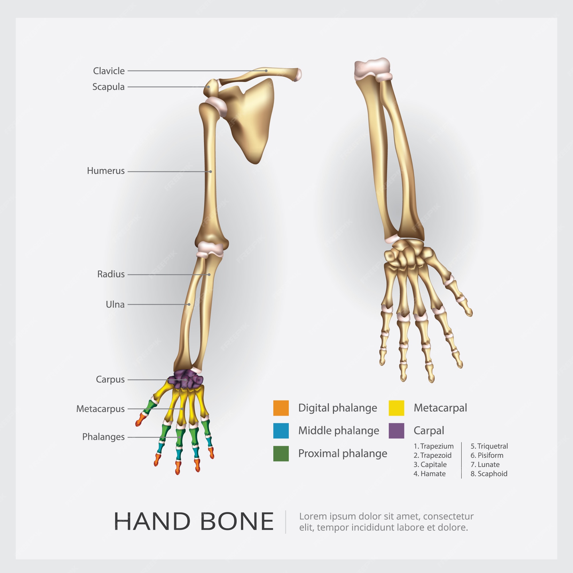 Ilustración De Hueso De Brazo Y Mano Vector Premium