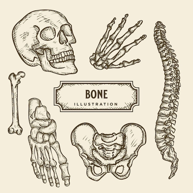 Ilustración de hueso