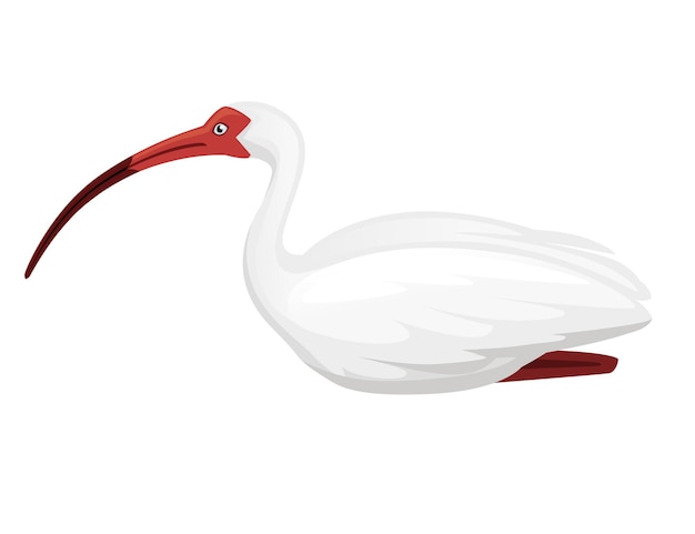 Vector ilustración de ibis blanco americano diseño de animales de dibujos animados vista lateral