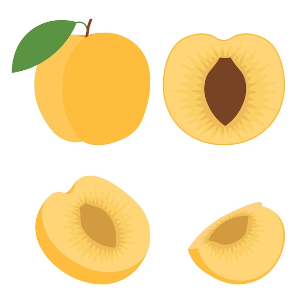 Ilustración de icono de vector abstracto del logotipo para fruta entera madura naranja albaricoque cortado en rodajas Patrón de albaricoque que consiste en etiqueta de diseño natural signo comida tropical Comer dulces frutas frescas crudas albaricoques