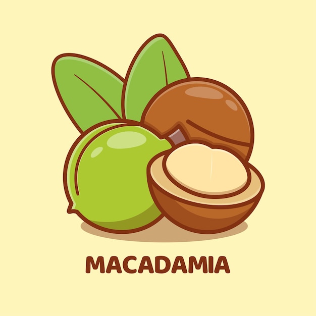 Ilustración de icono de vector de dibujos animados de macadamia aislado