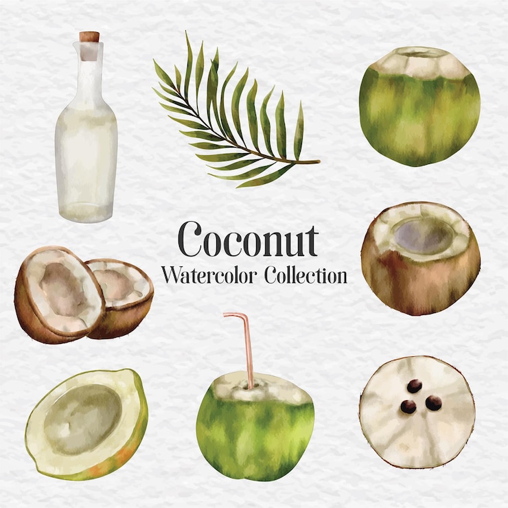 Vector ilustración de imágenes prediseñadas de coco acuarela