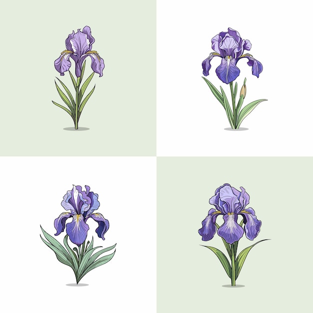 ilustración de imágenes prediseñadas de vector de flor de iris