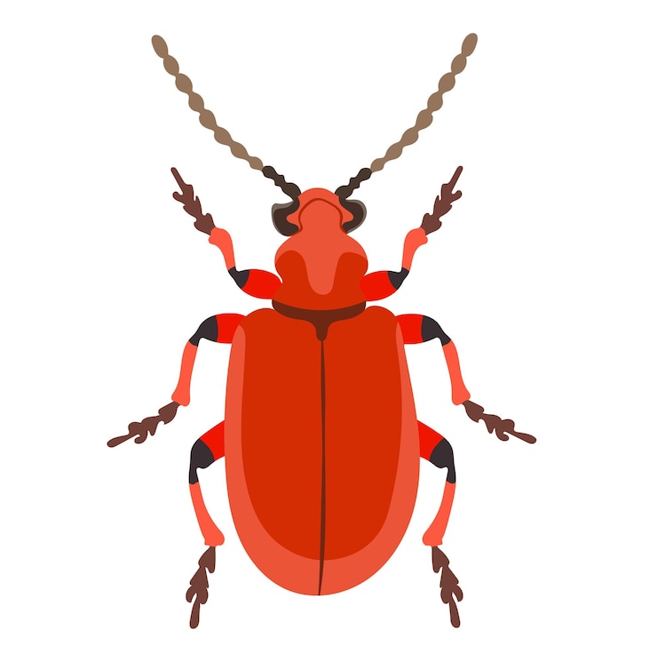 Vector ilustración de un insecto escarabajo rojo aislado sobre un fondo blanco