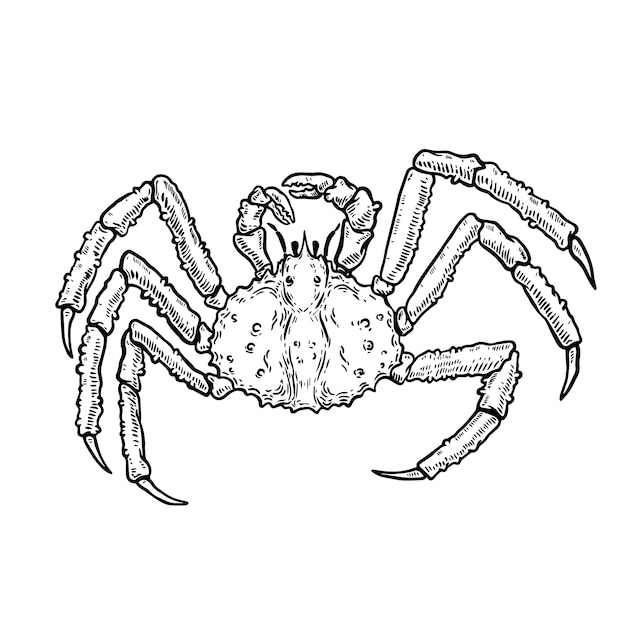 Ilustración de King Crab aislado sobre fondo blanco. Elemento de diseño de logotipo, etiqueta, emblema, letrero, cartel, menú, camiseta. imagen