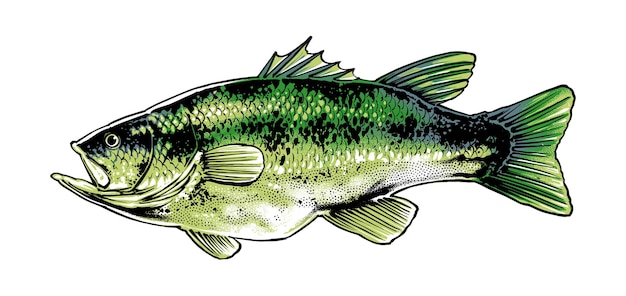 Ilustración lateral del pez de boca grande
