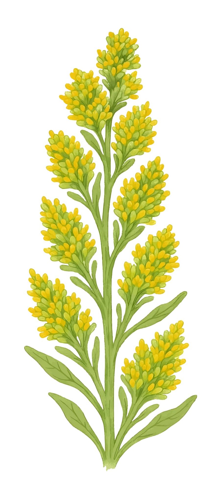 Vector ilustración del laurel de montaña