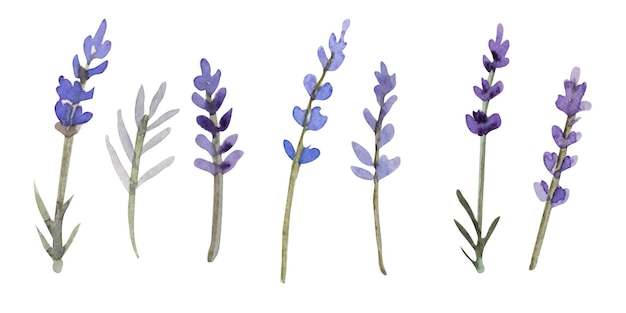 Ilustración de lavanda acuarela para pancarta y postal