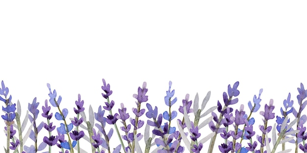 Vector ilustración de lavanda acuarela para pancarta y postal