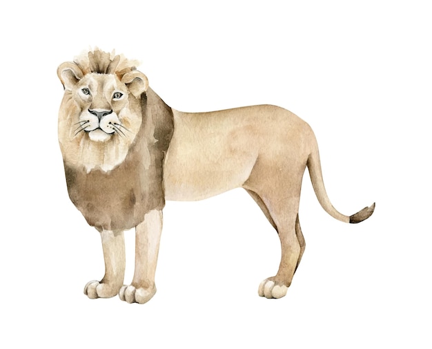 Vector ilustración del león