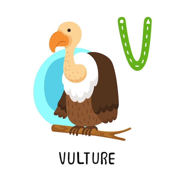 Ilustración de la letra del alfabeto animal aislado VVulture